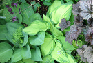 2003 Hosta Heuchera