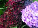 2003 Hydrangea