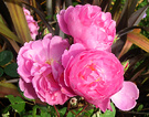 2003 Pink Rose