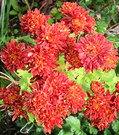 2003 Red Mums