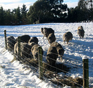 2003 Sheep Snow