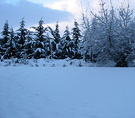 2003 Snow Tree