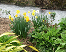 2003 Spring Daffodils