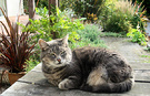 2003 Stumpy Cat