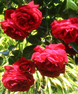 2003 Sunny Roses