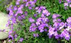 Aubretia Purple Flower