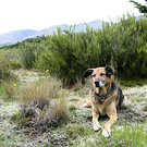 Autumn 2002 Dog