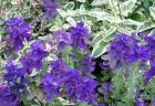 Blue Flowers Salvia