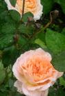 David Austin Rose