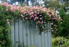 Fragrant Climbing Rose