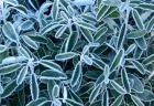 Frost Senecio