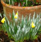 Garden Daffodils