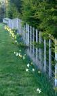 Garden Fence