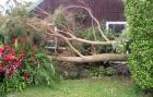 Gum Tree Branch Fallen