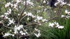 Magnolia Stellata