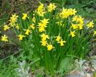 Miniature Daffodil