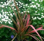 New Zealand Flax