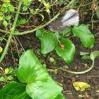 New Zealand Native Bird