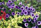 Petunia Helichrysum