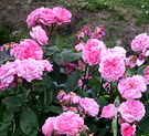 Pink Flowery Roses