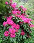 Pink Rhododendron