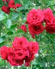 Red Rose Pergola