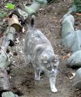 Stone Path Cat