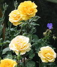Sunny Yellow Rose