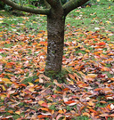 04 Autumn Prunus