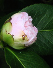 04 Camellia Bud