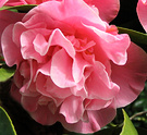 04 Camellia