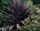 04 Cordyline Viburnum