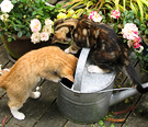 04 Kitten Wateringcan