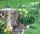 04 Stump Daffodils