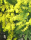 04 Wattle Flower