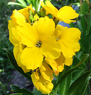 04 Yellow Wallflower