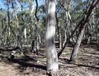 Australian Bush Gums
