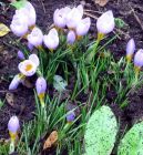 Blue Crocuses