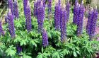 Blue Lupins Flower