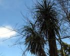 Blue Sky Cordyline