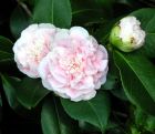 Camellia First Flower