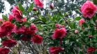 Camellia Gum Flowers