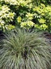 Carex Choisya Yellow