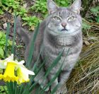 Carex Daffodil Cat