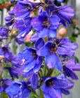 Delphinium Closeup Blue