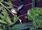 Fantail Bird