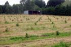 Field Hazelnut Trees