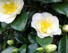 First White Camellia