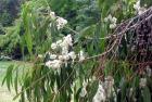 Flowering Gum