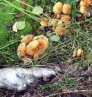 Fungus Wood Leaves